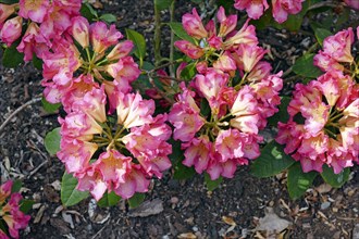 Flowering rhododendrons