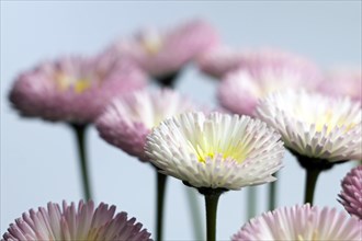 Common daisy