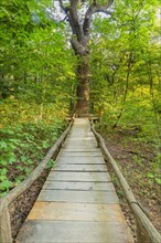 Beech forest in Hainich National Park