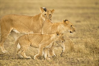 African lioness with two sub adult cubs in Masai Mara