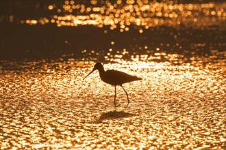 Silhouette of black-tailed godwit