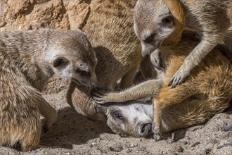 Captive meerkats
