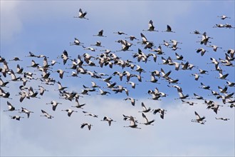 Migrating flock of common cranes