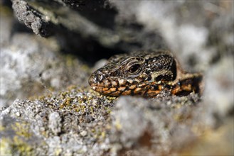 Common wall lizard