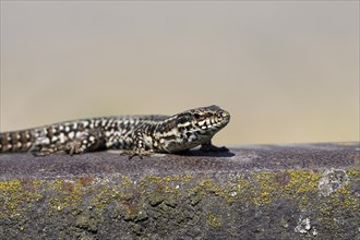 Common wall lizard