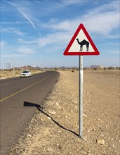 Camel warning road sign