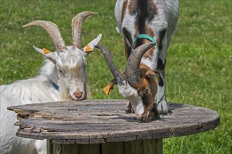 Two goats and milk goat climbed on platform in grassland at petting zoo