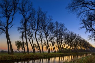 Leaning twisted tree trunks with bare branches silhouetted against sunset along the Damme Canal in autumn at Damme