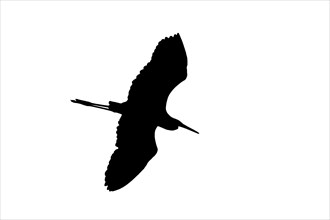 Silhouette of great white egret