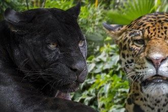 Close up portrait of two jaguars