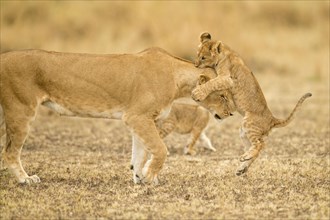 African lion cub jumping on her mothers head in Masai Mara