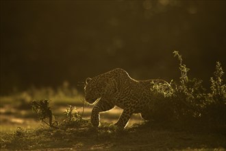 Backlit African leopard stalking across an open ground in Masai Mara