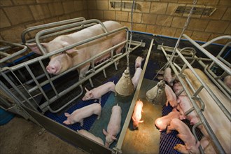 Domestic pigs suckling piglets in shed at piggery