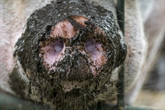 Close-up of long muddy snout