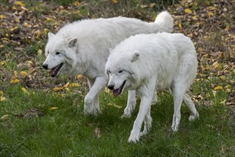 Two captive Arctic wolves
