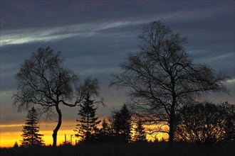 Silhouettes of trees at sunset in autumn