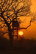 Raised hide in tree silhouetted against sunset in winter