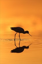 Pied avocet