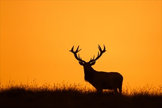 Solitary red deer