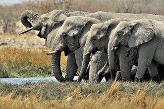 African Bush Elephant