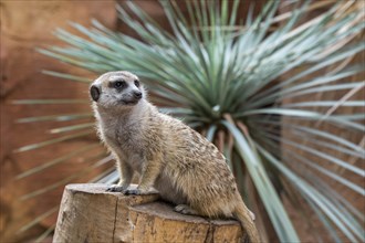 Captive meerkat