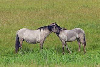 Mutual grooming by Konik horses in field
