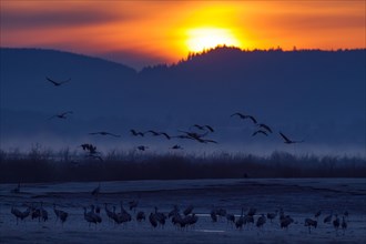 Common Crane