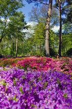 The Azalea Garden in Bremen Rhododendron Park