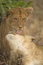 Close up of an African lion cub licking another cub in Masai Mara