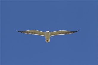 Lesser black-backed gull