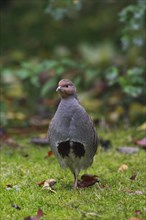 Grey partridge