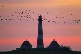 Flock of geese and lighthouse Westerheversand at sunset