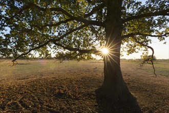 Sun shining behind solitary common oak