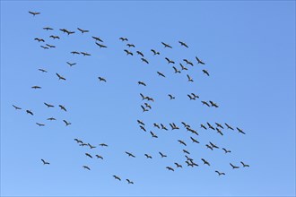 Large migrating flock of common cranes