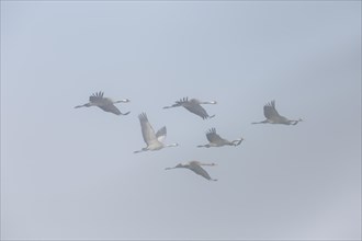 Migrating common cranes