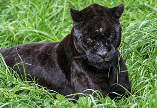 Close up portrait of black panther