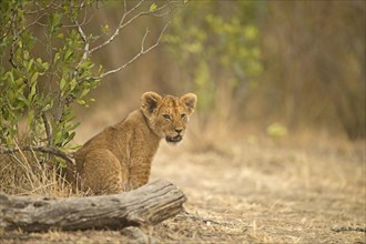 African Lion cub in Masai Mara