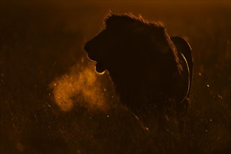 Backlit African male lion roaring at dawn in Masai Mar