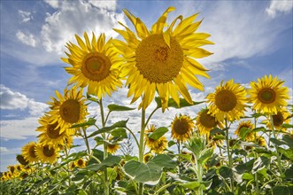 Field with flowering common sunflowers