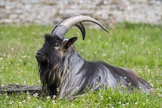 Black landrace goat resting in meadow at farm
