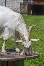 White goat on platform in grassland at petting zoo