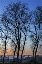 Poplars showing silhouettes of twisted tree trunks with bare branches along the Damme Canal at sunset in autumn at Damme