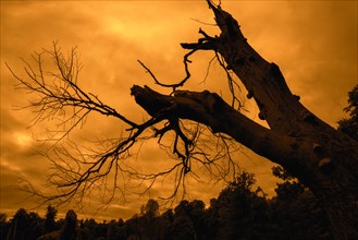 Spooky forest showing creepy branches and trunk of dead tree silhouetted against orange sunset sky