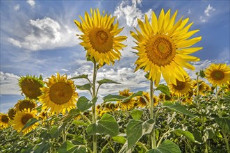 Field with flowering common sunflowers