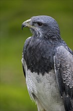 Close up of Black-chested buzzard-eagle