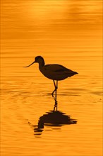 Pied avocet