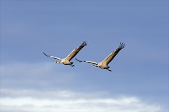 Two migrating common cranes