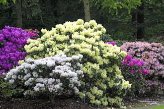 Rhododendron bushes in the Bremen Botanical Garden