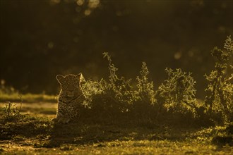 Backlit African leopard sitting on the ground in Masai Mara