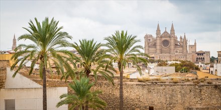 View of Palma Cathedral with palm trees